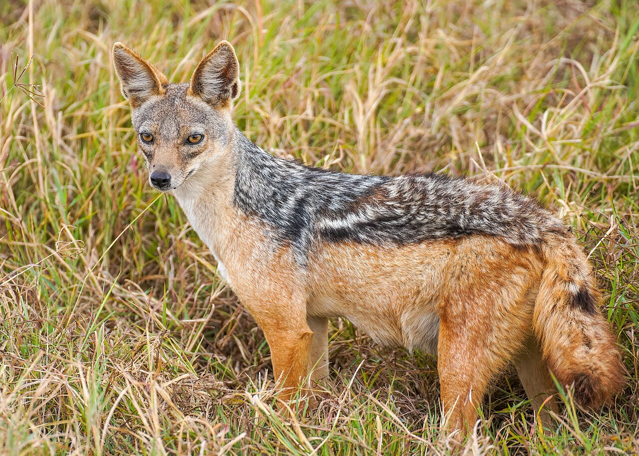 013 Black-backed jackal in the Ngorongoro Crater Photo by Giles Laurent