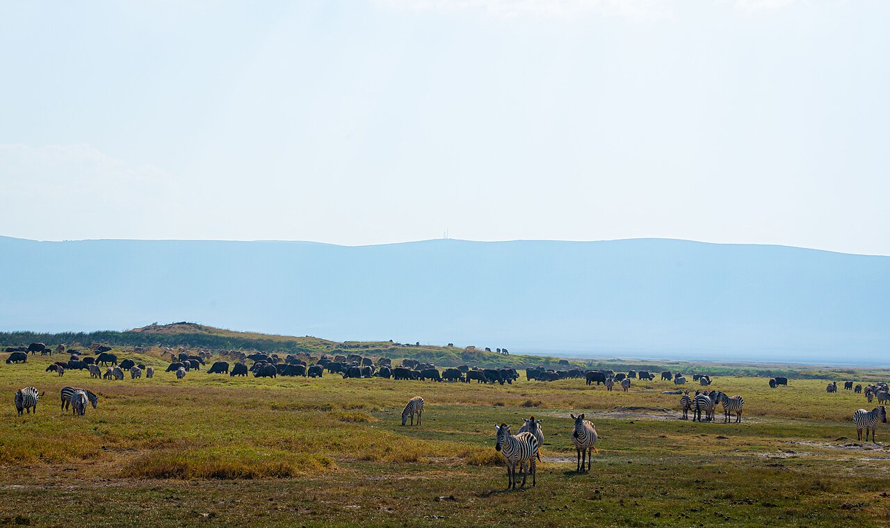 Plains Zebras and African Buffalo Herd in Ngorongoro Crater