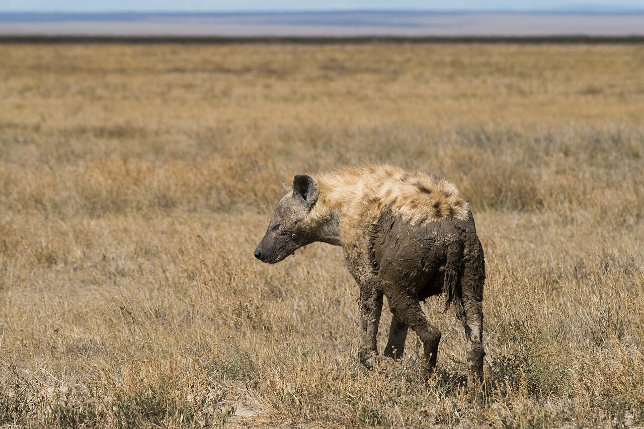 Spotted Hyena in Serengeti