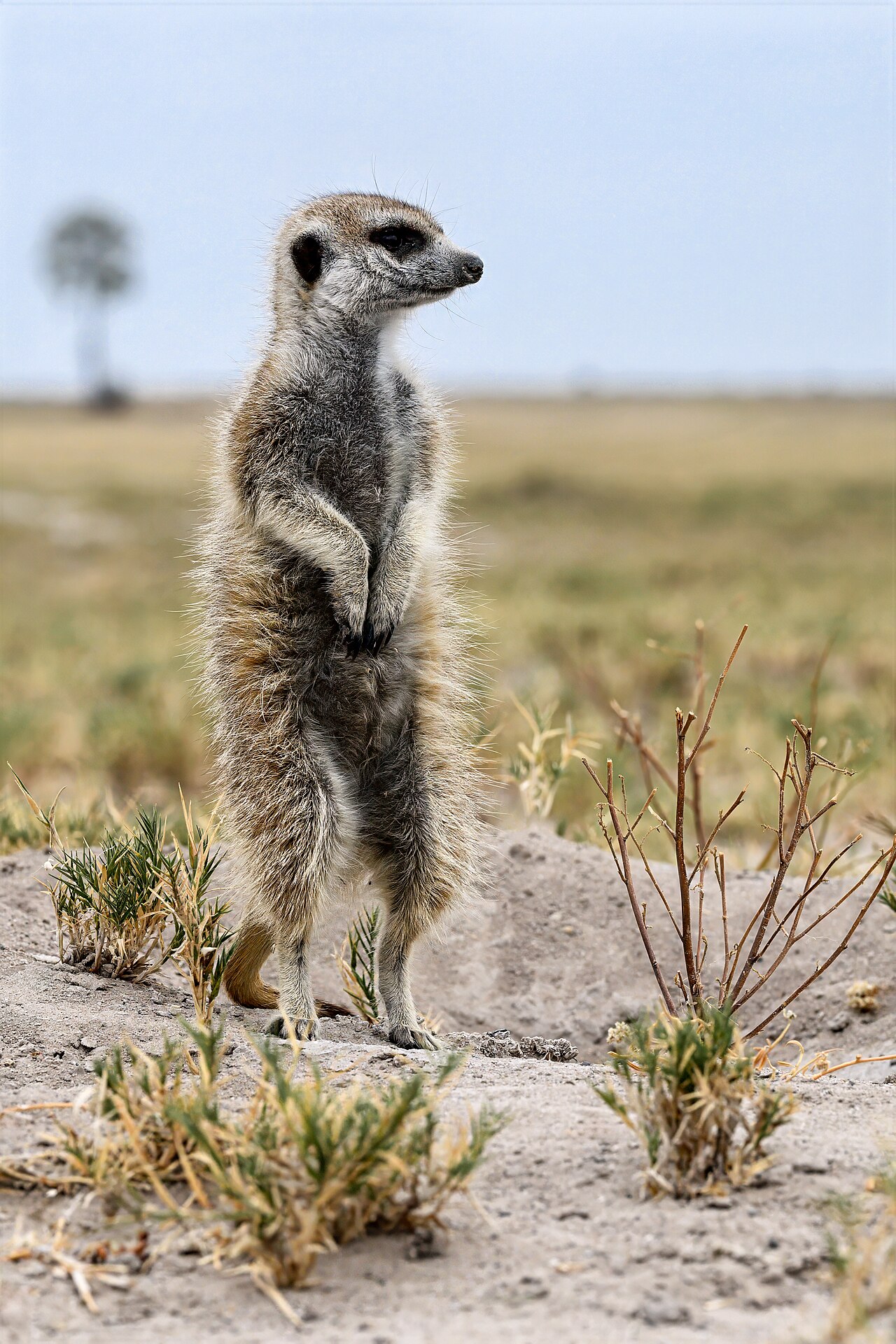 Attentive Meerkat