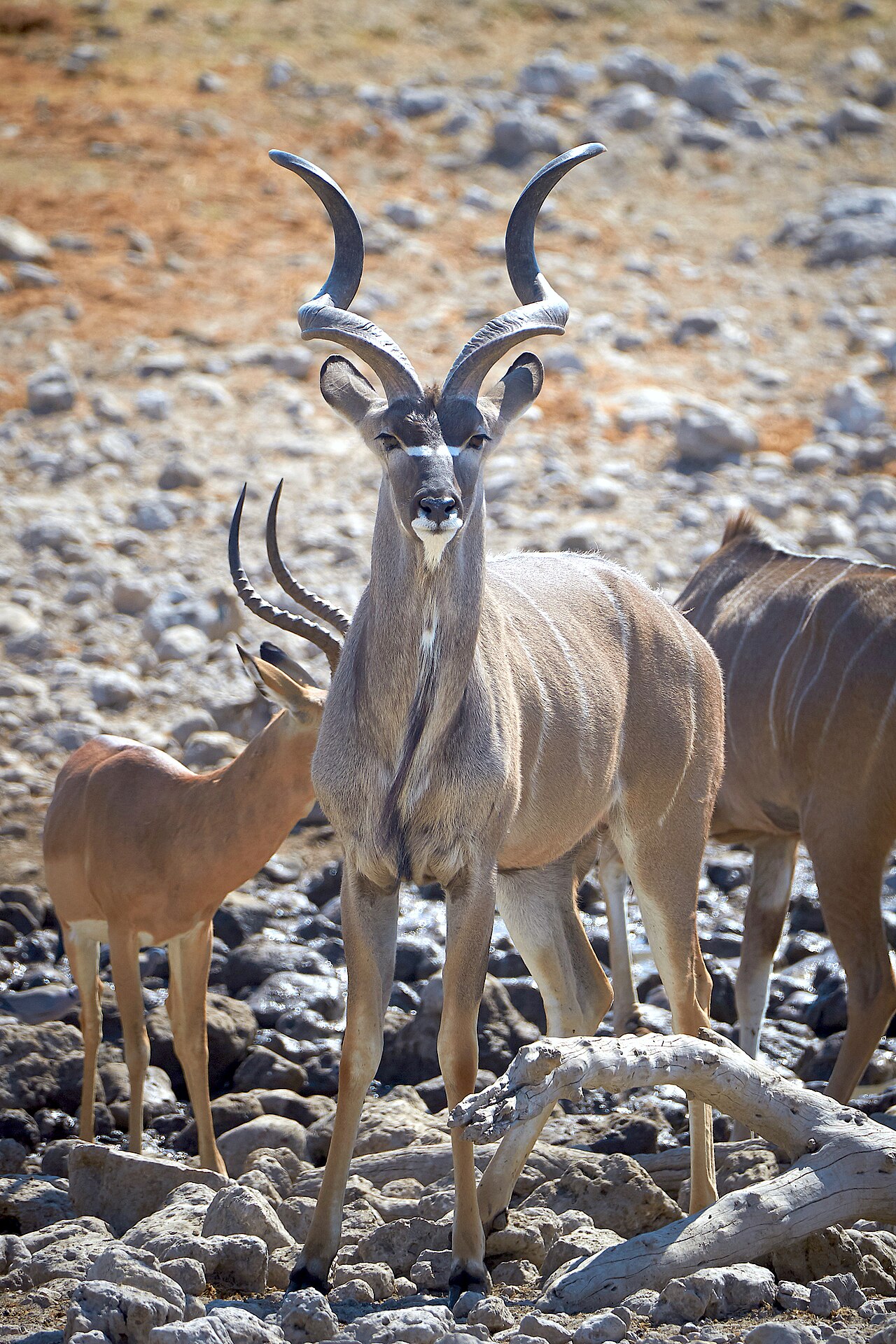 Greater Kudu Alert 2019-07-28