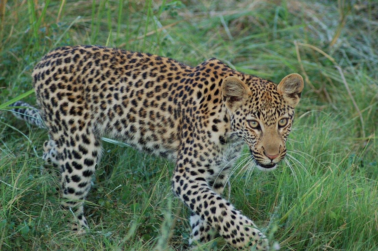 Okavango Delta, Botswana ()